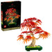 Japanese Red Maple Bonsai Tree - Botanicals 