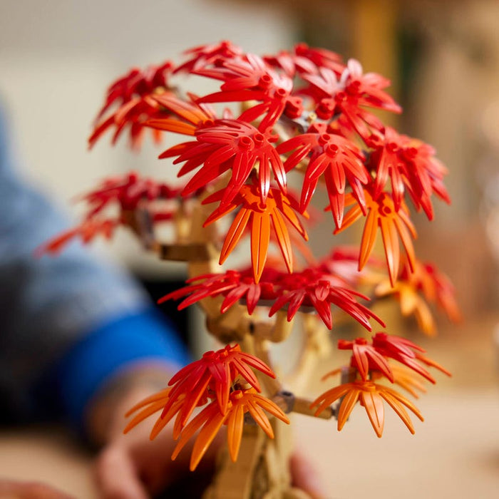 Japanese Red Maple Bonsai Tree - Botanicals (10348)