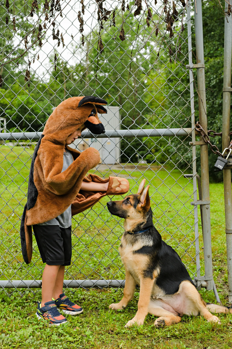 German Shepherd Dog Cuddle Cape, Size 4-6 (50375)