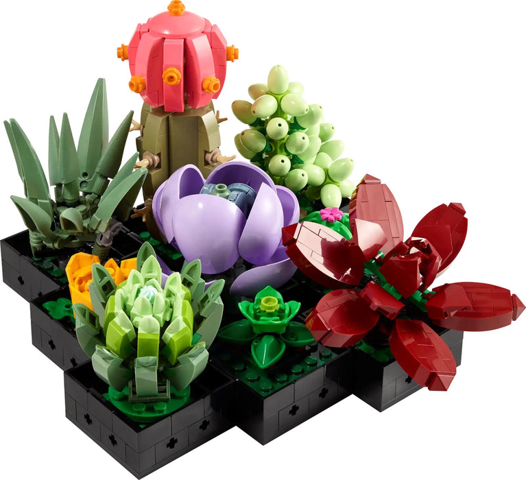 Succulents - Botanicals 