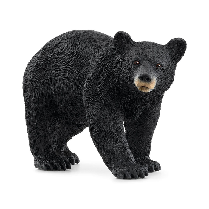 Wild Life - American Black Bear (14869)