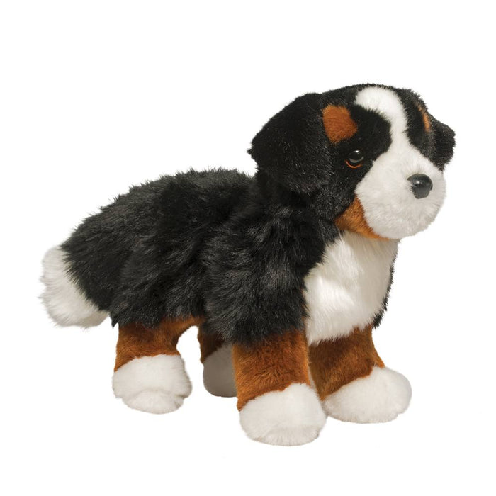 Stevie Bernese Mountain Dog 