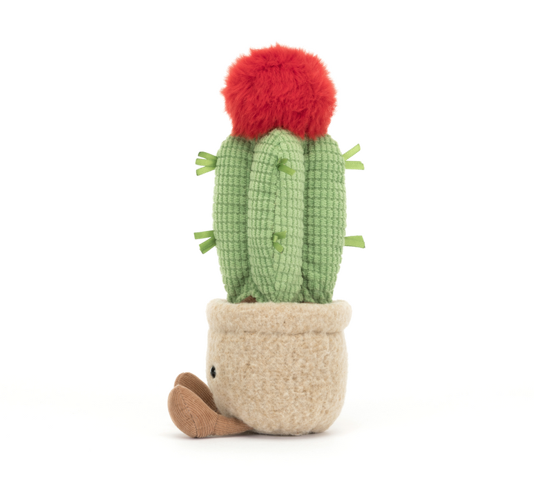 Amuseable Moon Cactus (A6MCA)