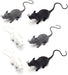 Rat